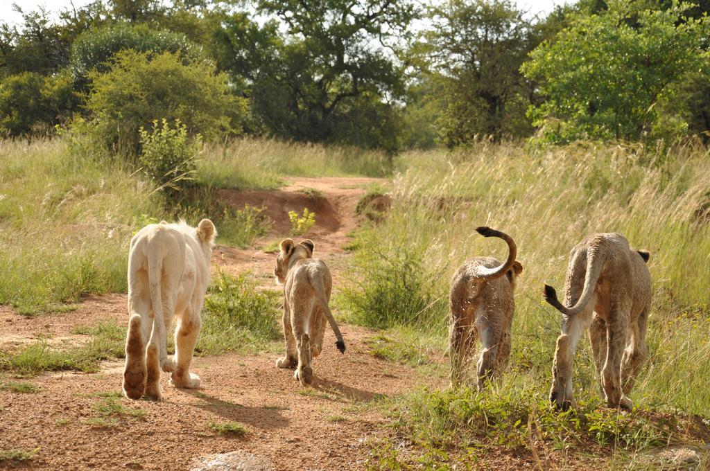 Ukutula Lion Lodge Beestekraal  Eksteriør billede